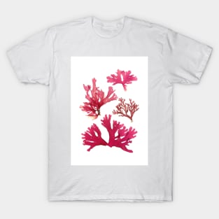 Carola Seaweed T-Shirt